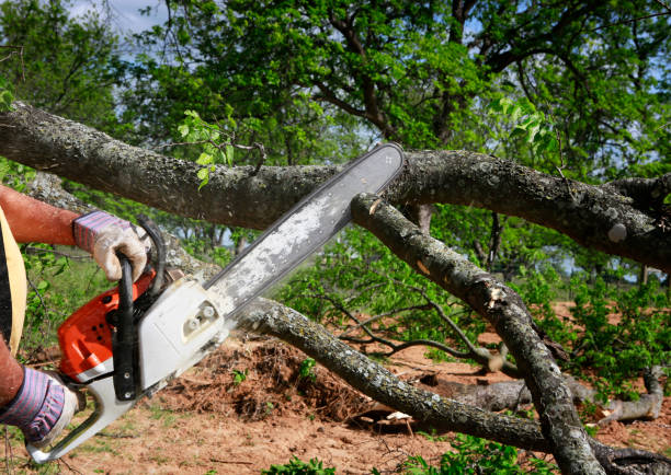 Best Arborist Consultation Services  in Williamsport, PA